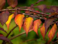 Rotgelb verfärbte Blätter an Strauch